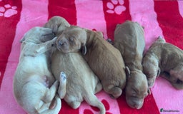 Goldendoodle dogs for sale: Golden doodle puppy’s for sale  - Advert 18