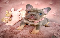 French Bulldog dogs for sale: 🌸BEAUTIFUL PUPPIES LILAC&TAN,FLUFFY,TESTABLE🌸 - Image 8