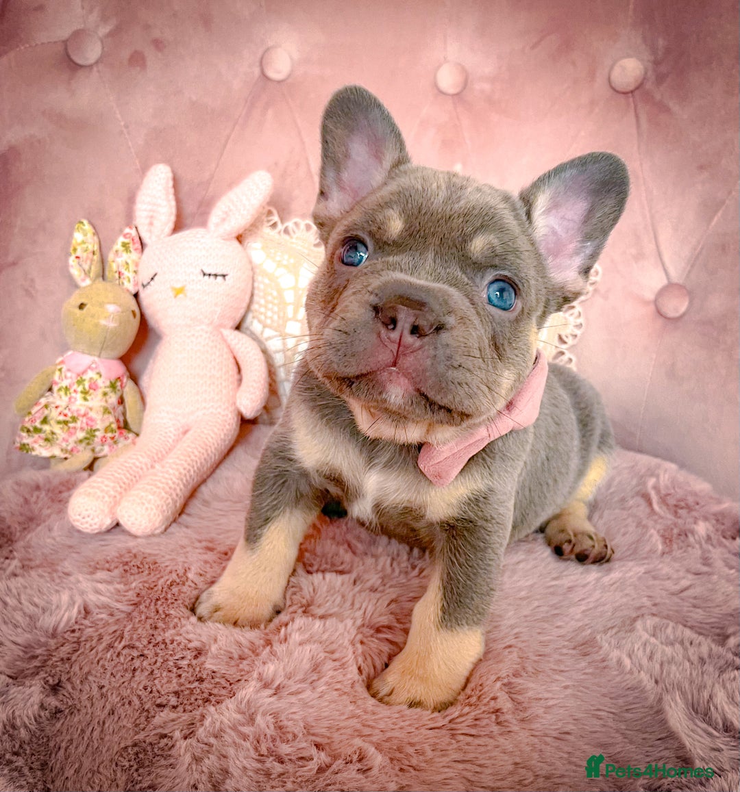 French Bulldog dogs for sale: 🌸BEAUTIFUL PUPPIES LILAC&TAN,FLUFFY,TESTABLE🌸 - Image 8