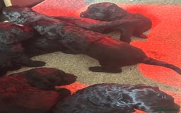 Cockapoo dogs for sale: Cockerpoo - Advert 3