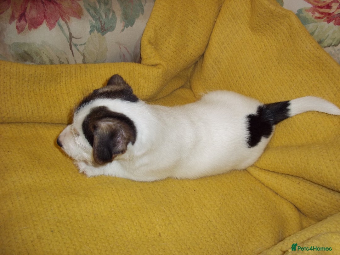 Jack Russell dogs for sale: Jack Russell pure bred Puppies for Sale - Advert 5