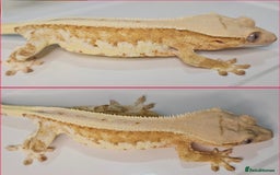 Gecko reptiles for sale: Stunning proven yellow lillywhite crested gecko - Image 2