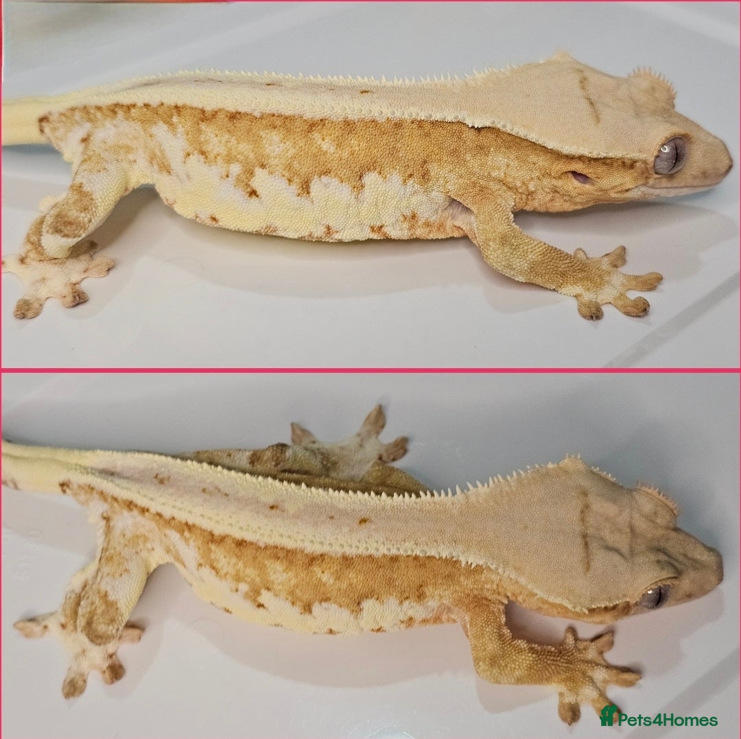 Gecko reptiles for sale: Stunning proven yellow lillywhite crested gecko - Image 2