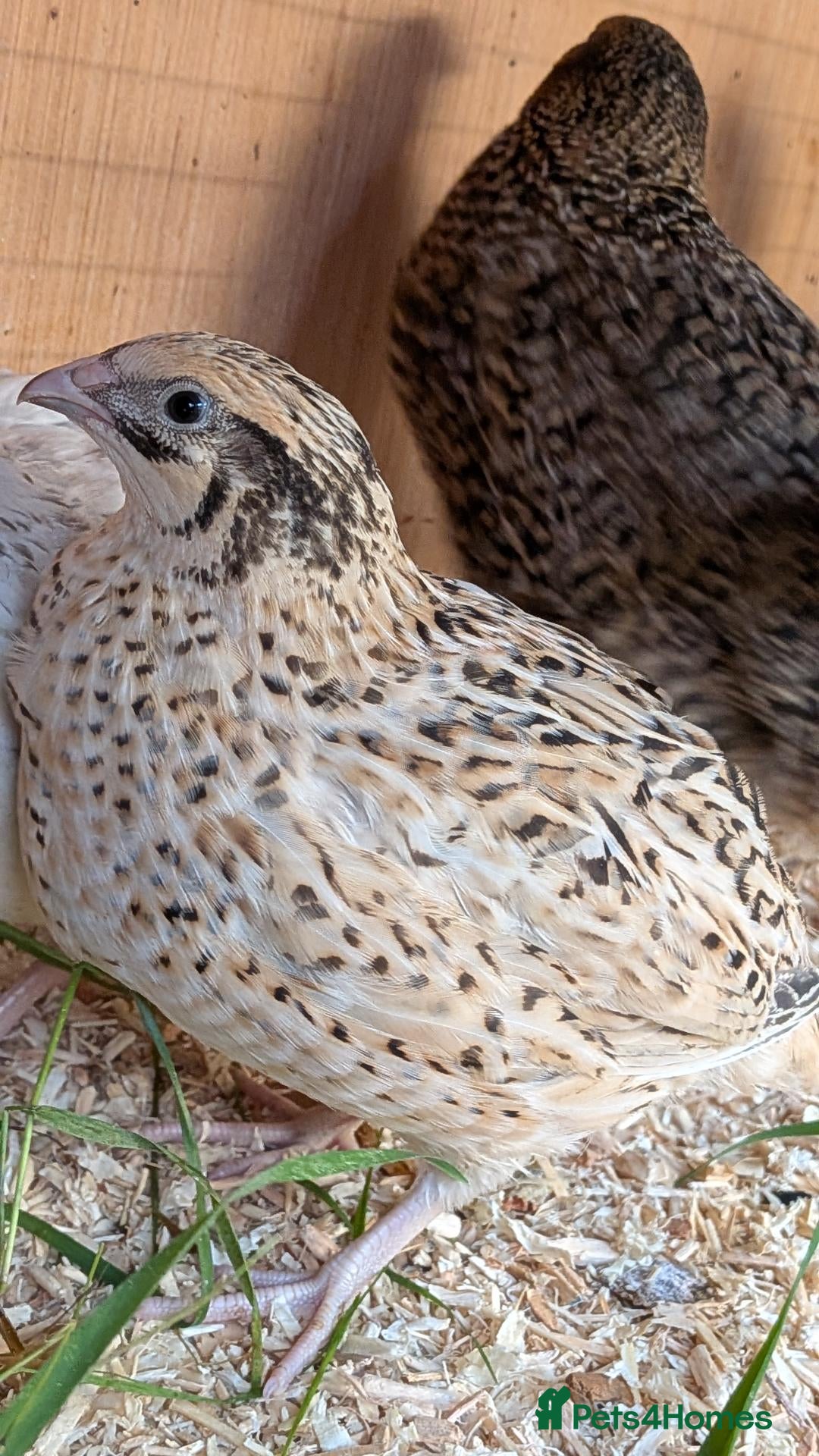 Quail poultry Coturnix Quail Females  Young Birds Many  Colours - Advert 1