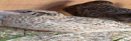 Quail poultry for sale: Coturnix Quail Females  Young Birds Many  Colours - Advert 1