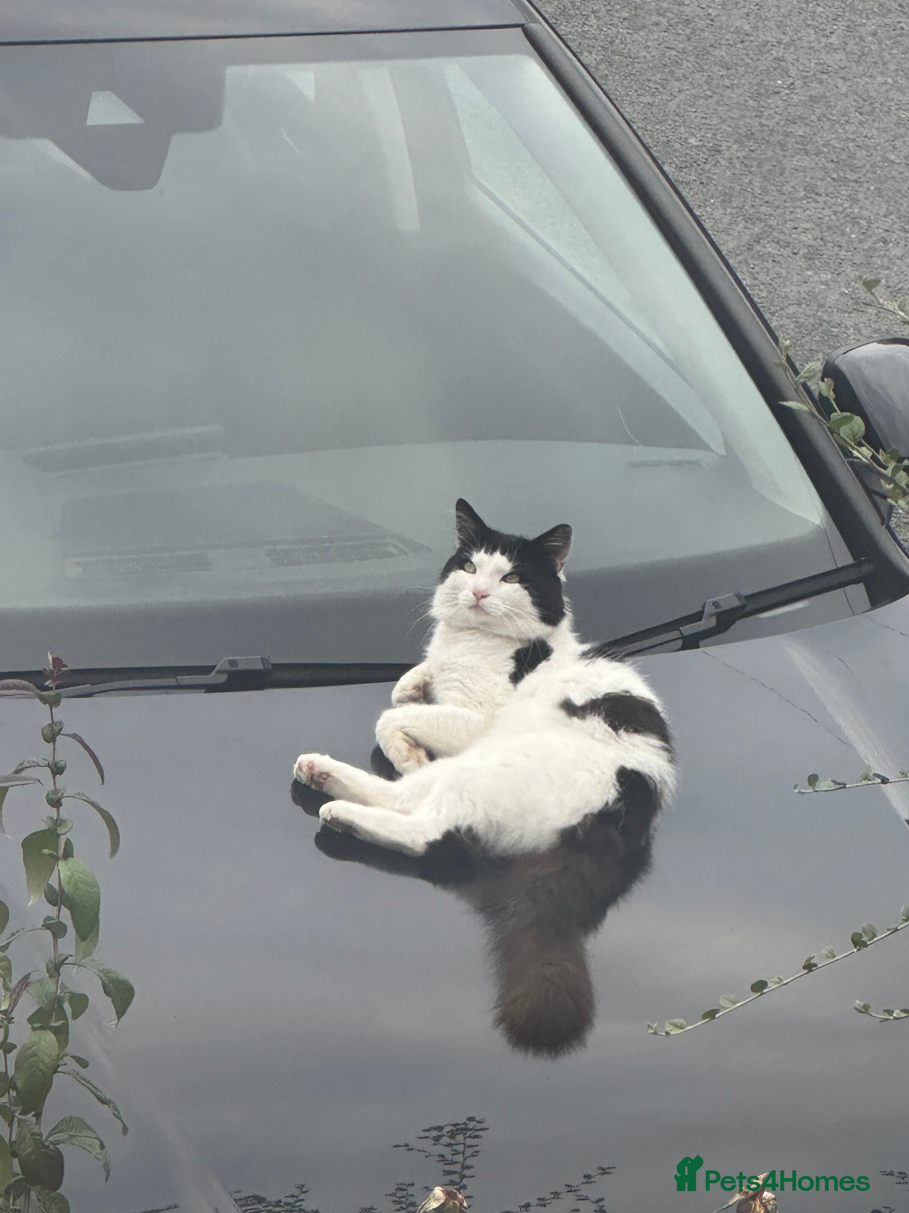 Mixed Breed cats FREE! Stray cat in need of a loving home  - Advert 2