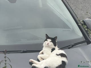 Mixed Breed cats FREE! Stray cat in need of a loving home - Advert 4