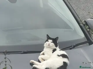 Mixed Breed cats Stray cat in need of a loving home - Advert 20