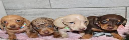 Miniature Dachshund dogs for sale: 🩷✨ extra small Dachshund pups KC kanninchen 🩷✨  - Advert 2