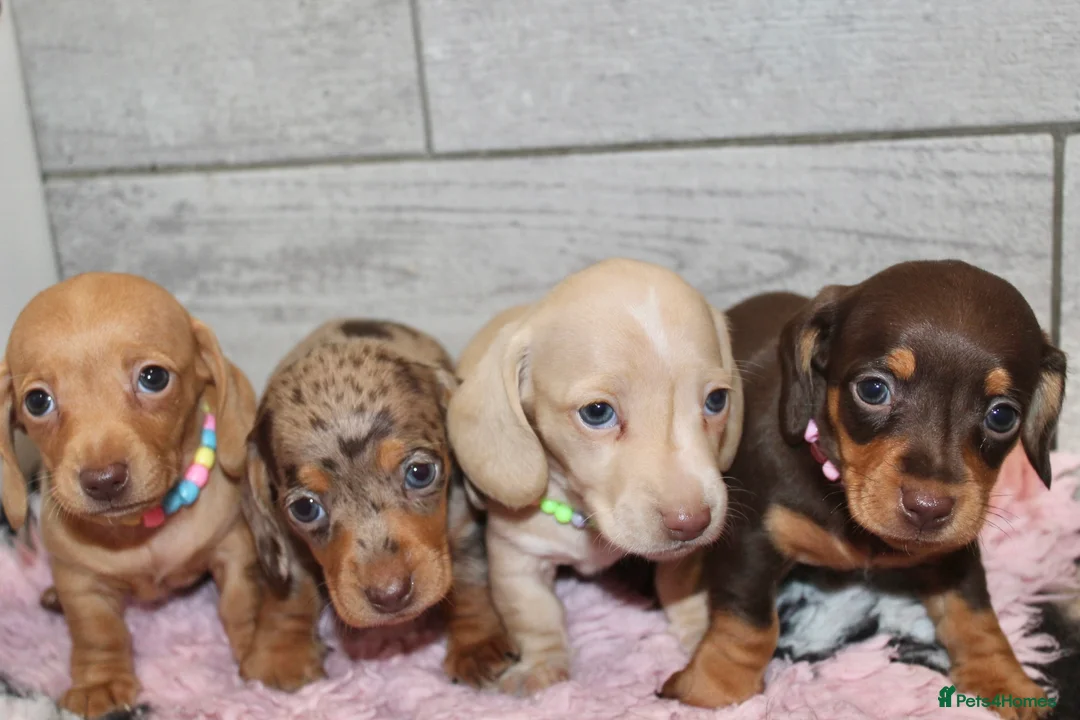 Miniature Dachshund dogs for sale: 🩷✨ extra small Dachshund pups KC kanninchen 🩷✨  - Advert 2