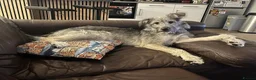 Mixed Breed dogs for adoption: MABEL-very gentle girl/smart/gentle/happy/loving in Cambridge - Advert 13