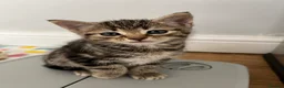 Mixed Breed cats for sale: Bengal/Russian blue kittens  - Advert 8