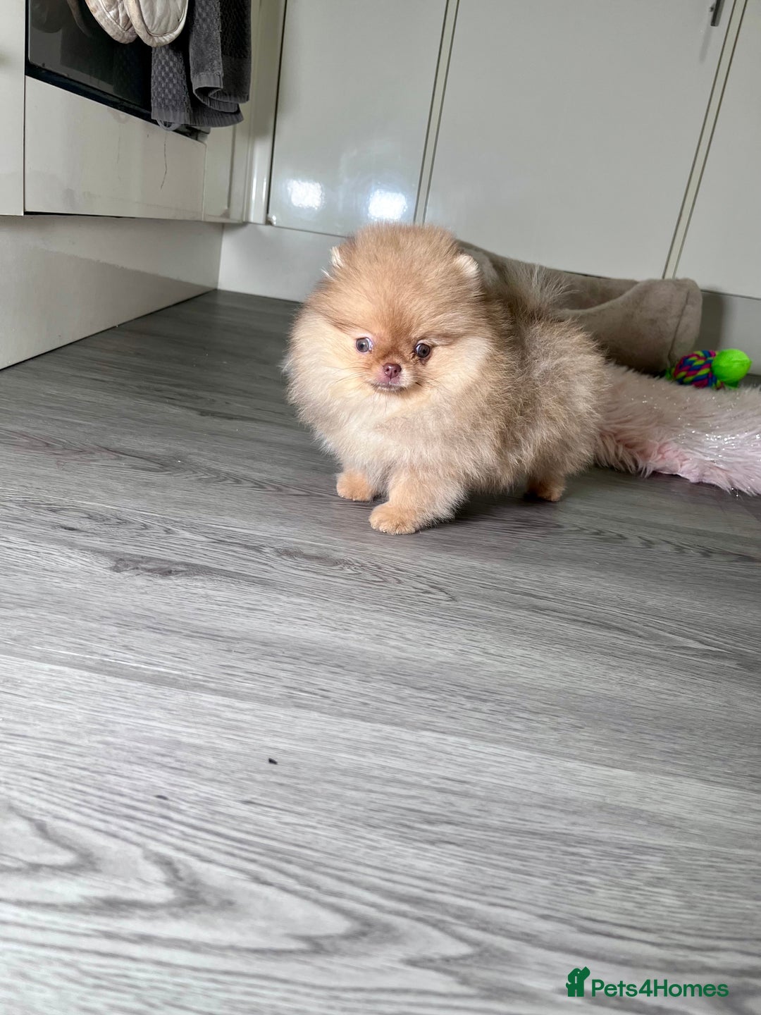 Pomeranian dogs for sale: 🐻Green eyed👁️Top Quality🔥 - Advert 6