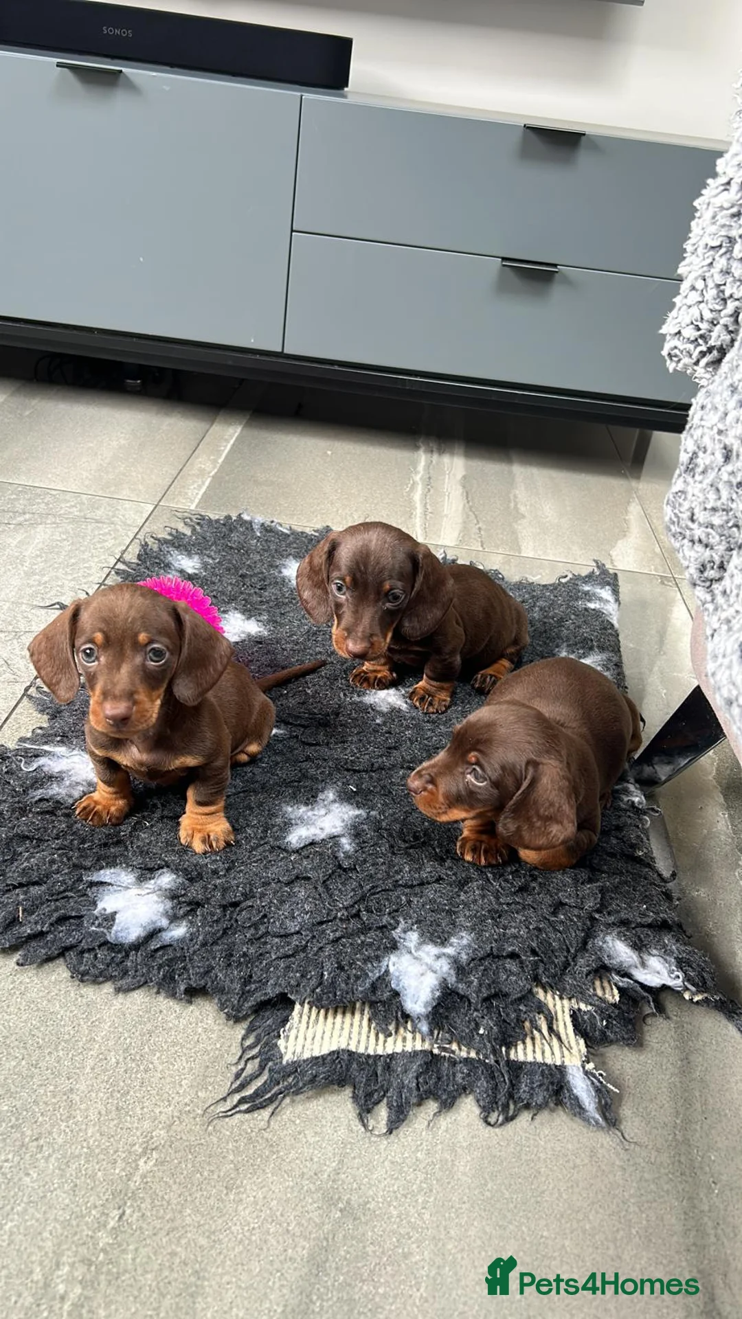 Miniature Dachshund dogs for stud: Meet Marley our Mini Dachshund stud - Advert 15