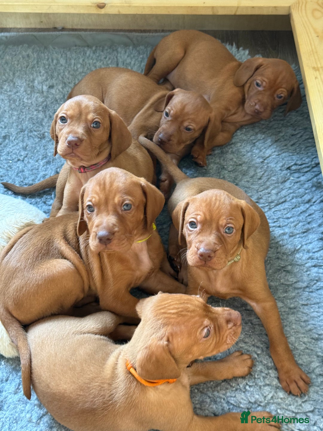 Hungarian Vizsla dogs for sale: Hungarian Vizsla Puppies in Melton Mowbray - Image 21