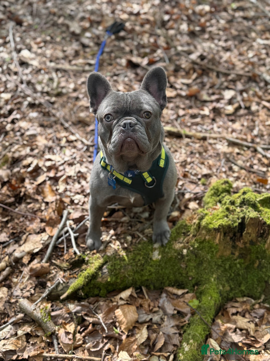 French Bulldog dogs for sale: French bulldog  - Image 6