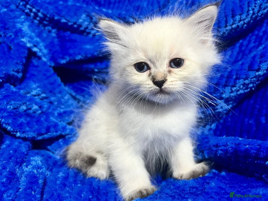 Siberian cats for sale: 💎💎GCCF Siberian Neva Masquerade Kittens💎💎 - Advert 6