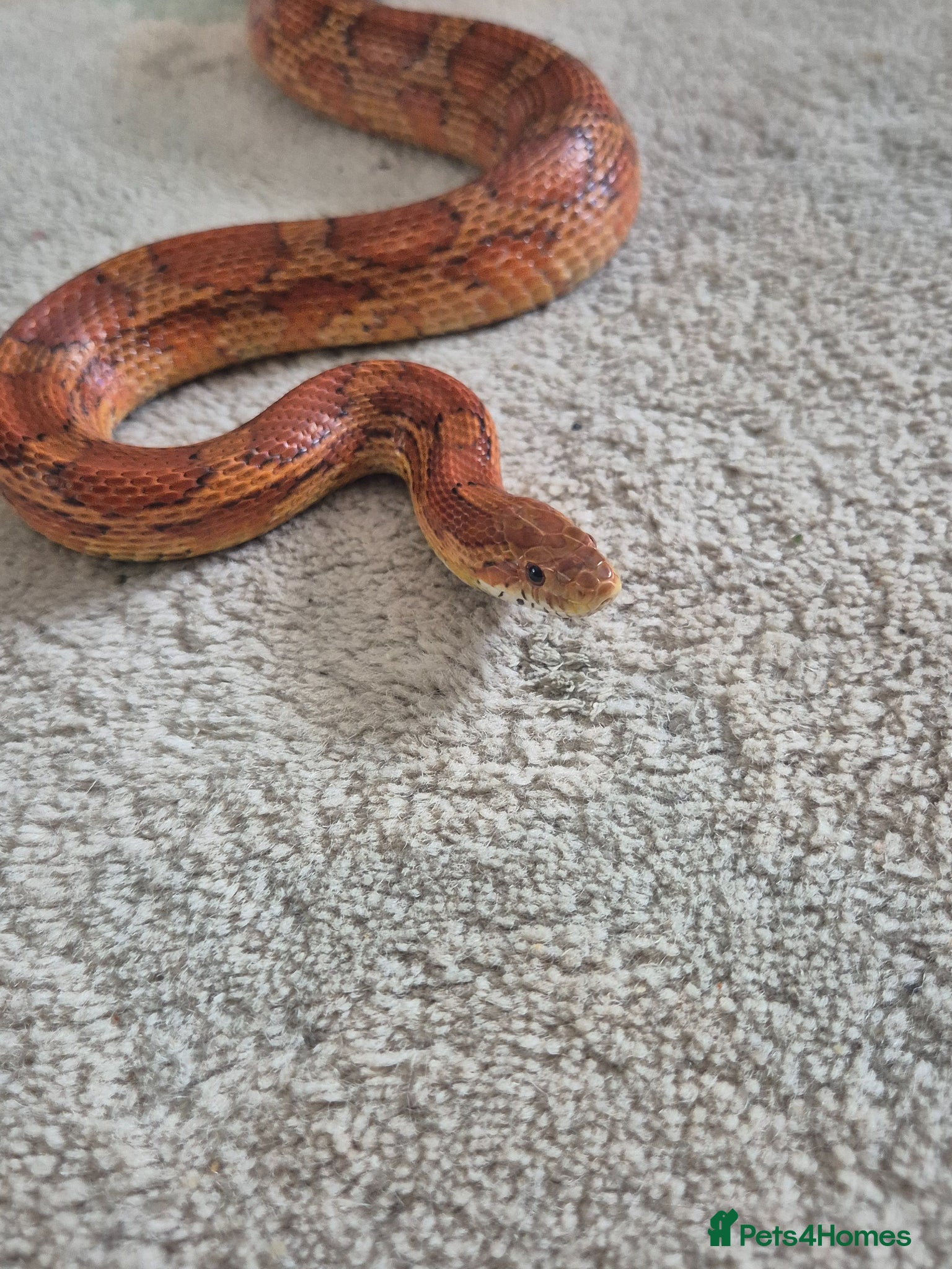 Corn Snake reptiles Corn snake - Advert 1