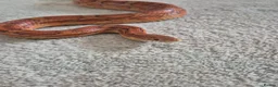 Corn Snake reptiles for sale: Corn snake in Brierley Hill - Advert 1