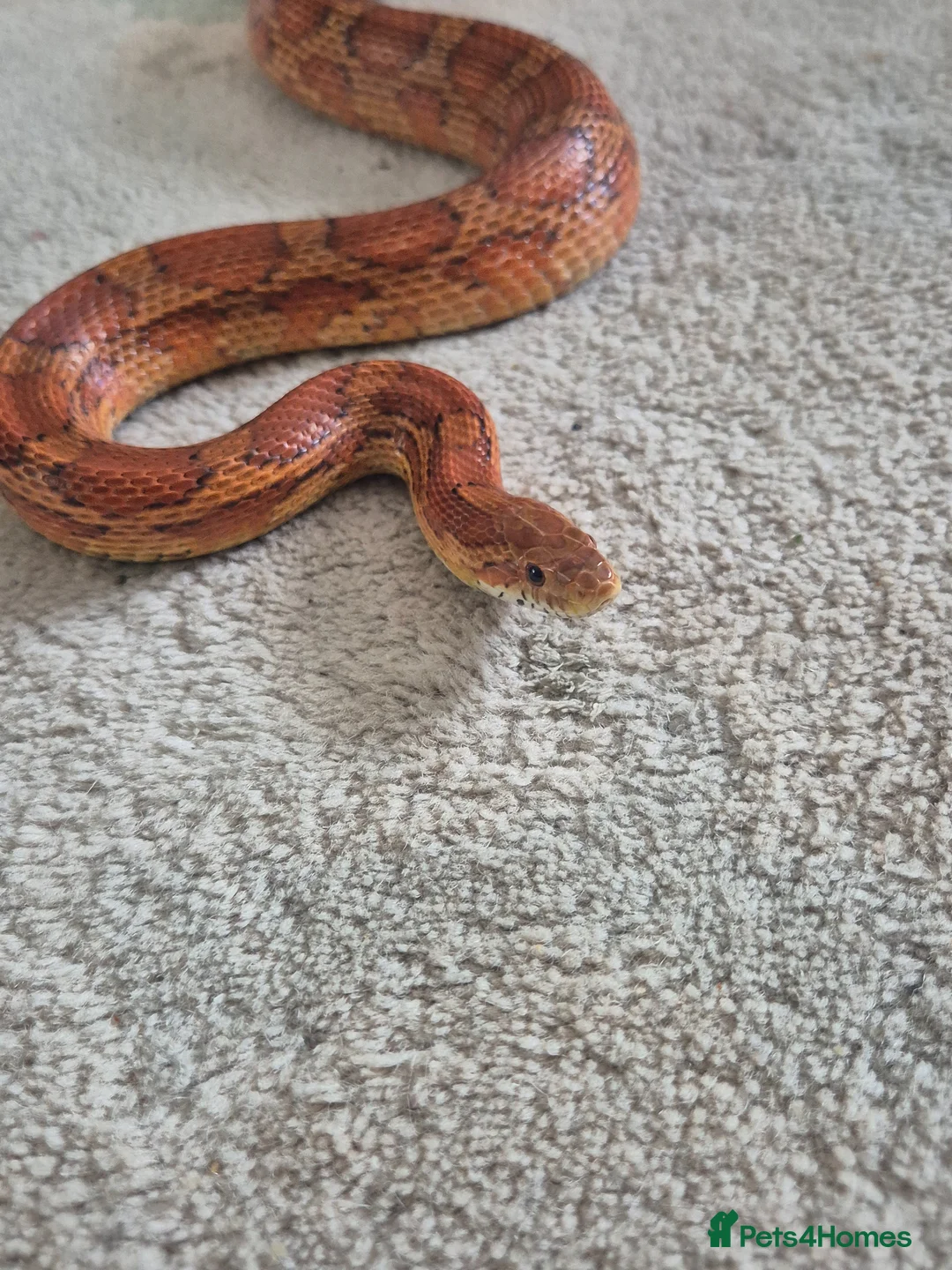 Corn Snake reptiles for sale: Corn snake in Brierley Hill - Advert 1