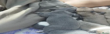 Solid blue boy