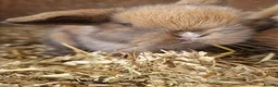 Mini Lop rabbits for sale: Baby Mini Lops - Advert 10
