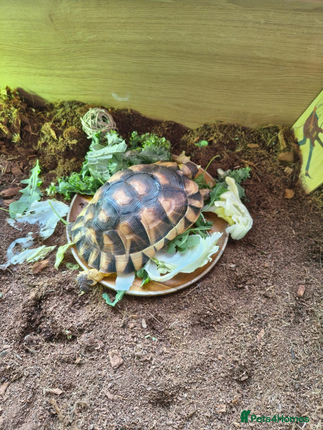 Tortoise reptiles for sale: Marginated Tortoise - Advert 2