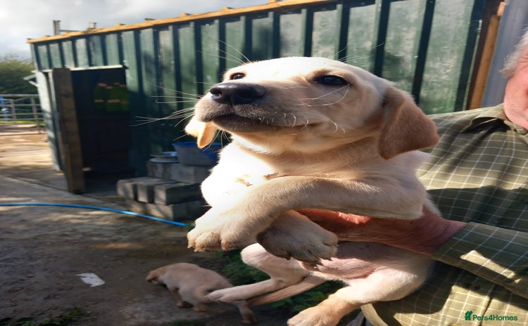 Labrador Retriever dogs - Advert 7