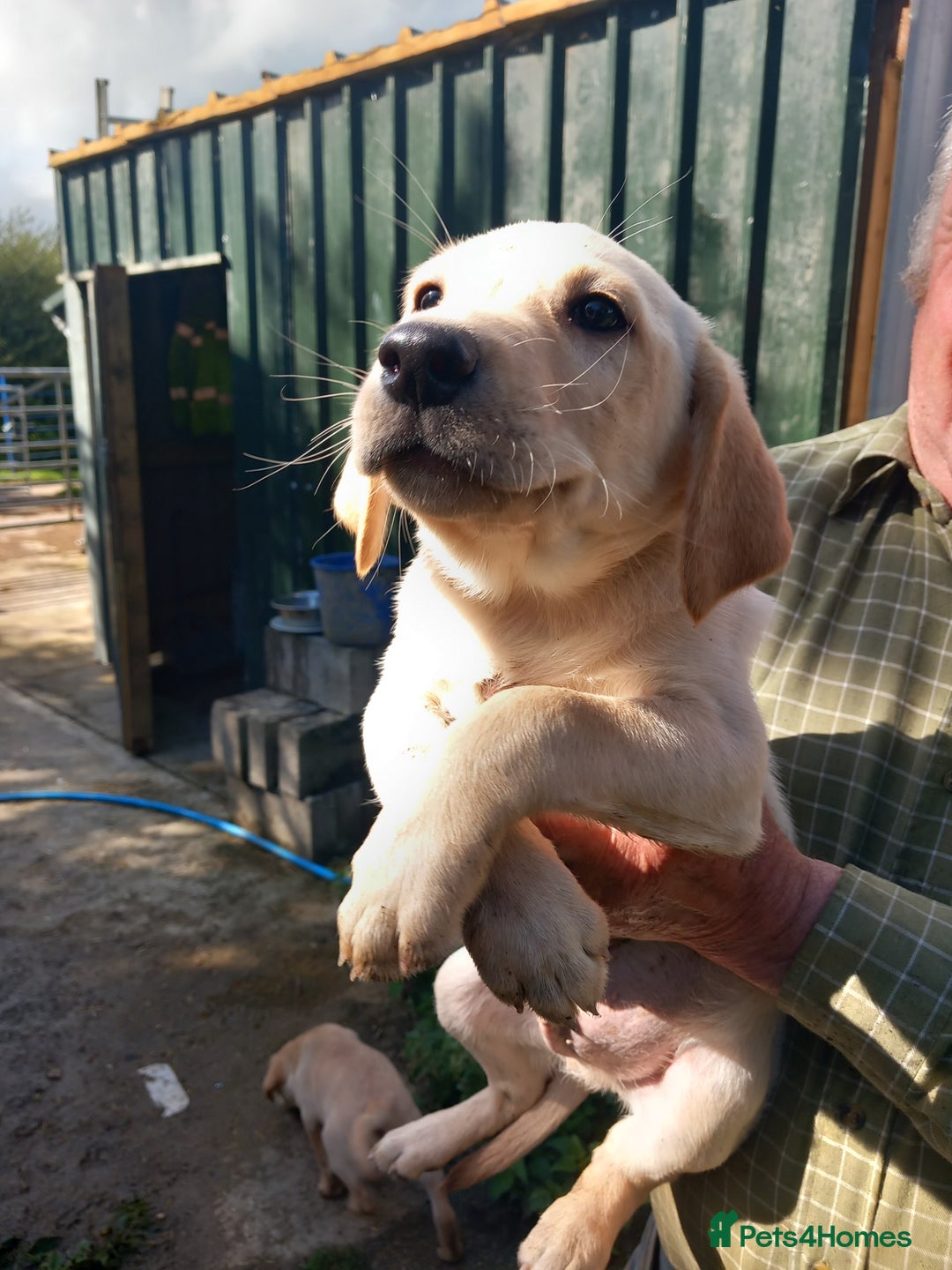 Labrador Retriever dogs for sale: 3 gorgeous yellow lab pups  - Image 1