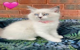Ragdoll cats for sale: Ragdoll kittens one girl available  - Image 16