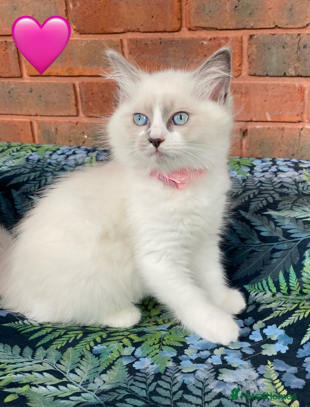 Ragdoll cats for sale: Ragdoll kittens one girl available  - Image 16