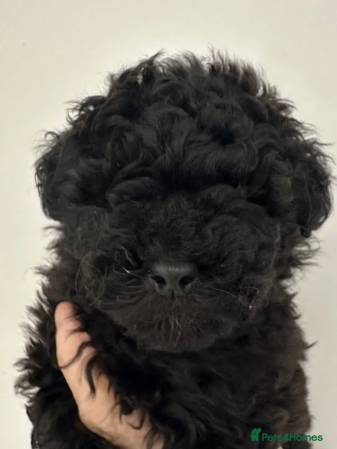 Toy Poodle dogs for sale: Tiny toy poodle   - Advert 1