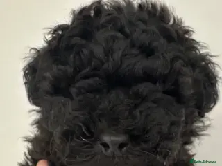 Toy Poodle dogs Tiny toy poodle - Advert 1