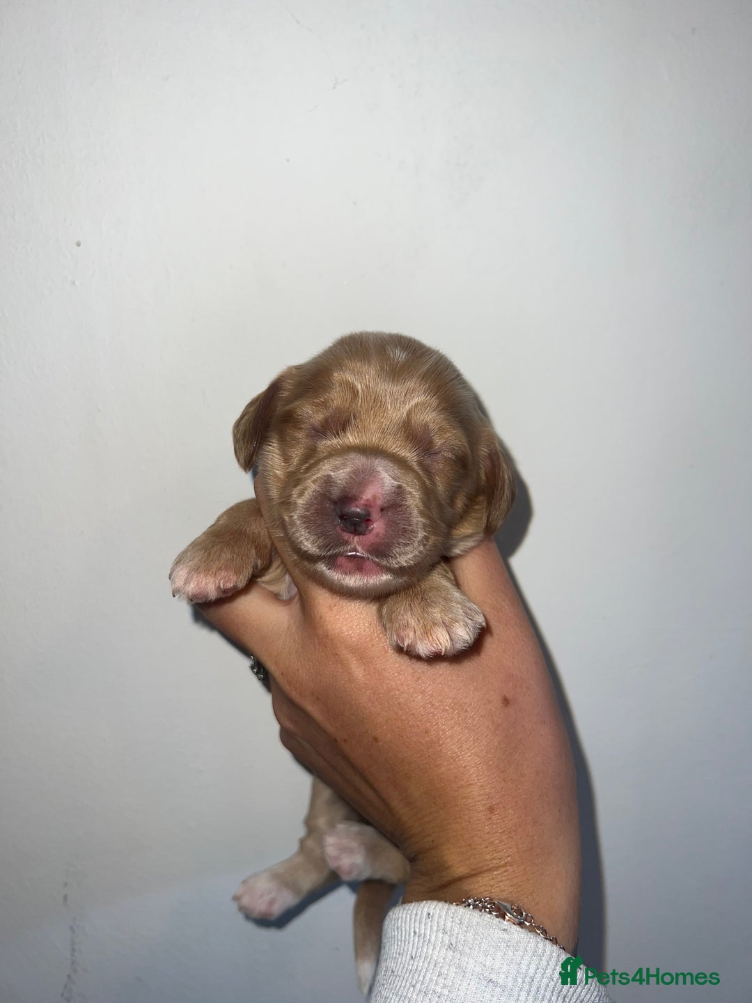 Cockapoo dogs for sale: 🐾 F1 Cockapoo Puppies 🐾 - Image 4