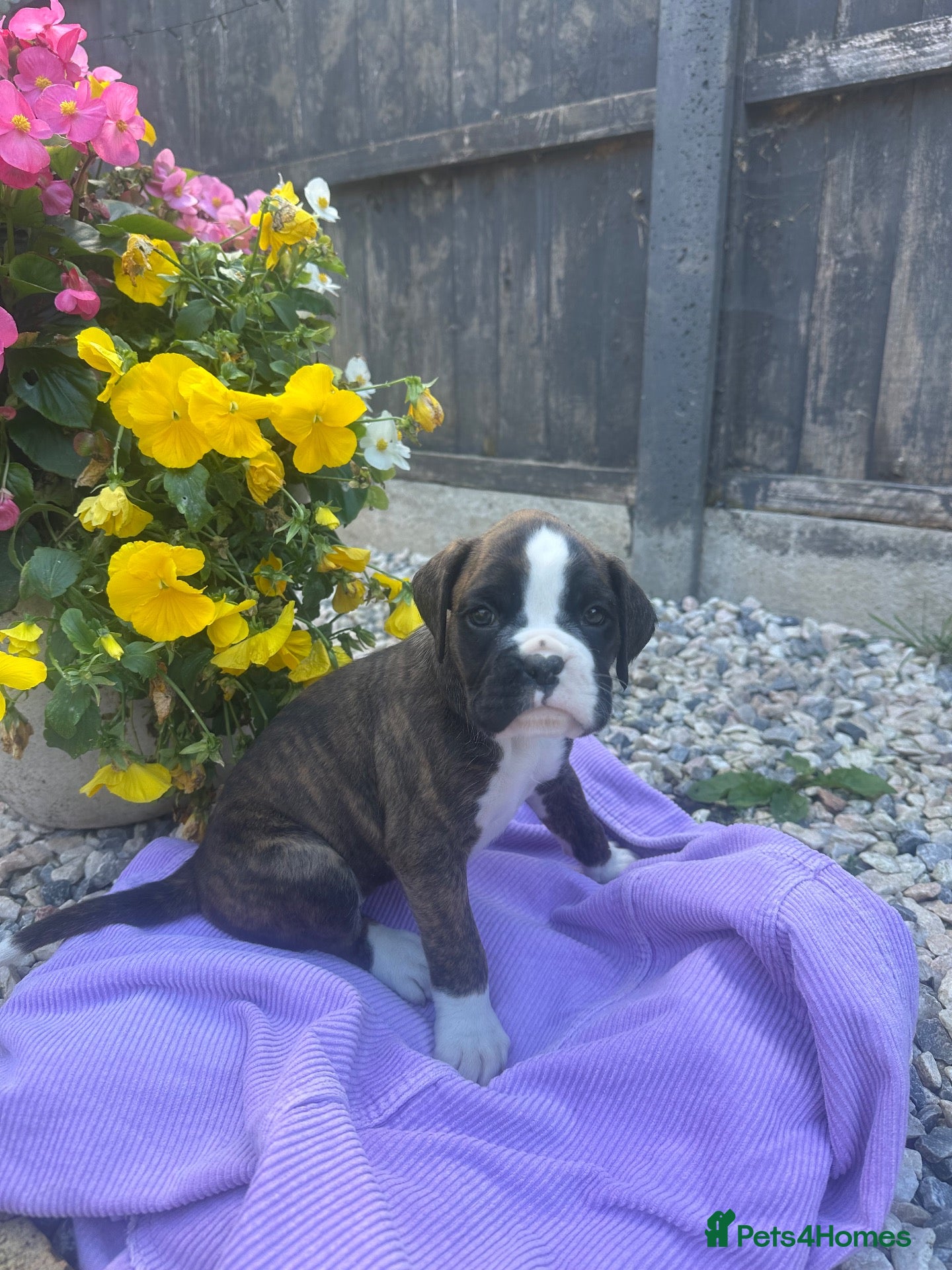 Boxer dogs KC Registered Boxer Puppies - health tested - Advert 2