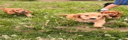 Cocker Spaniel dogs for sale: 2 boys ready now  - Advert 14