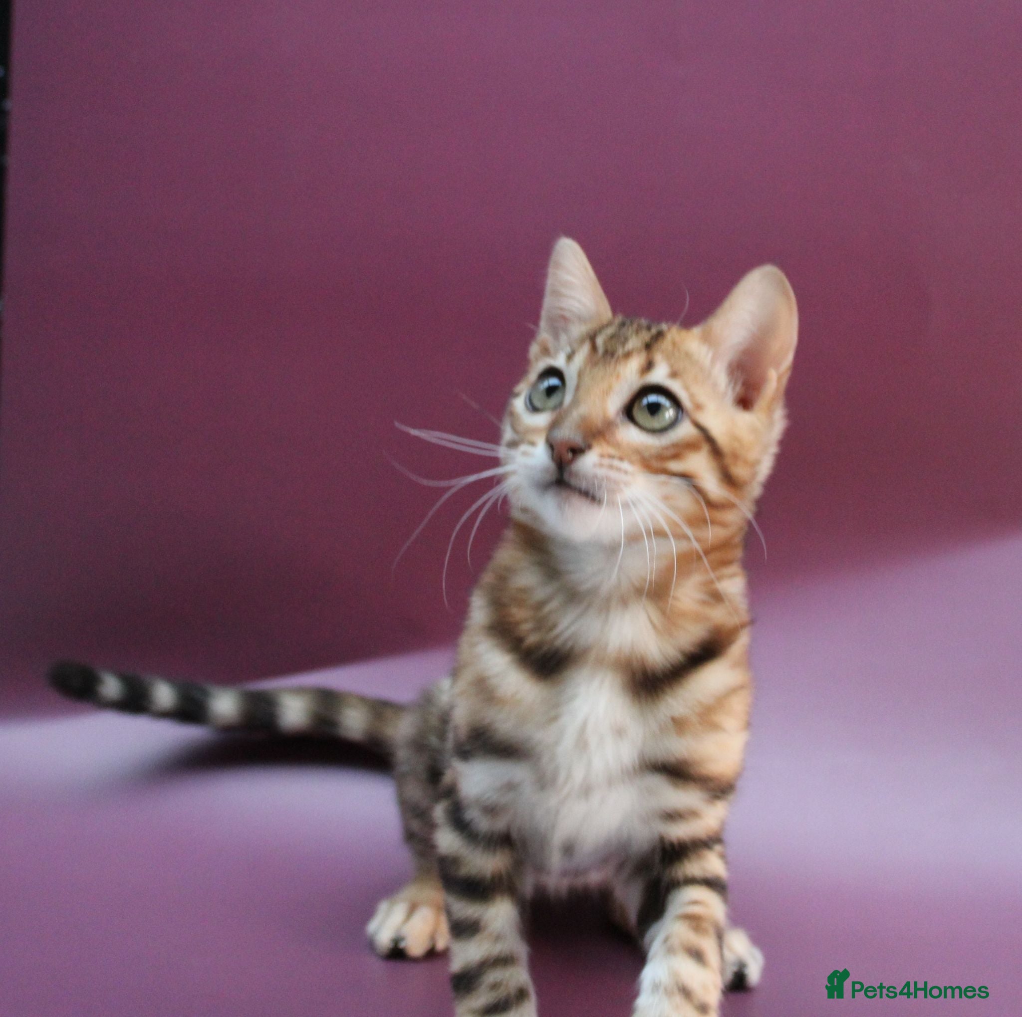 Bengal cats 🔥Beautiful Bengal available🔥 - Advert 2