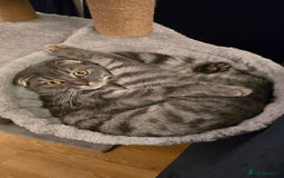 Scottish Fold cats for sale: Scottish Fold Indoor Kitten  in Skelmersdale - Image 6