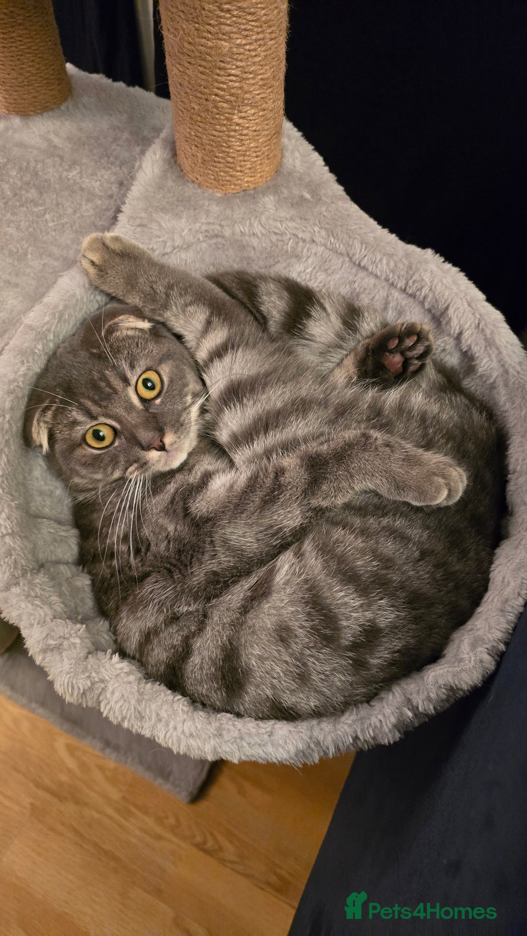 Scottish Fold cats for sale: Scottish Fold Indoor Kitten  in Skelmersdale - Image 6