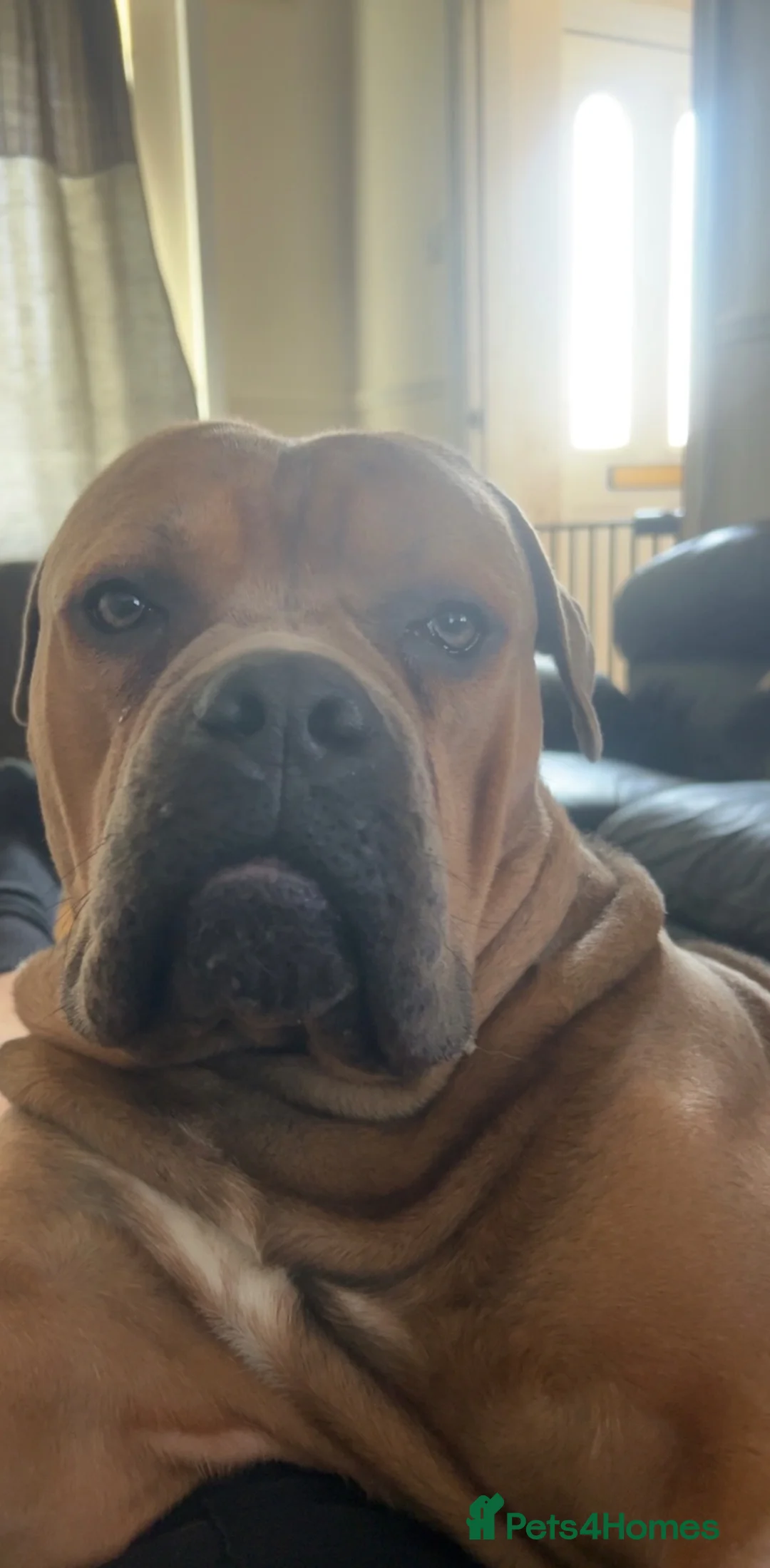 Cane Corso dogs for sale: FREYA/////1 year old female cane corso  - Advert 2