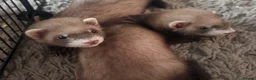 Ferret rodents for sale: 2 Female ferrets - Advert 5