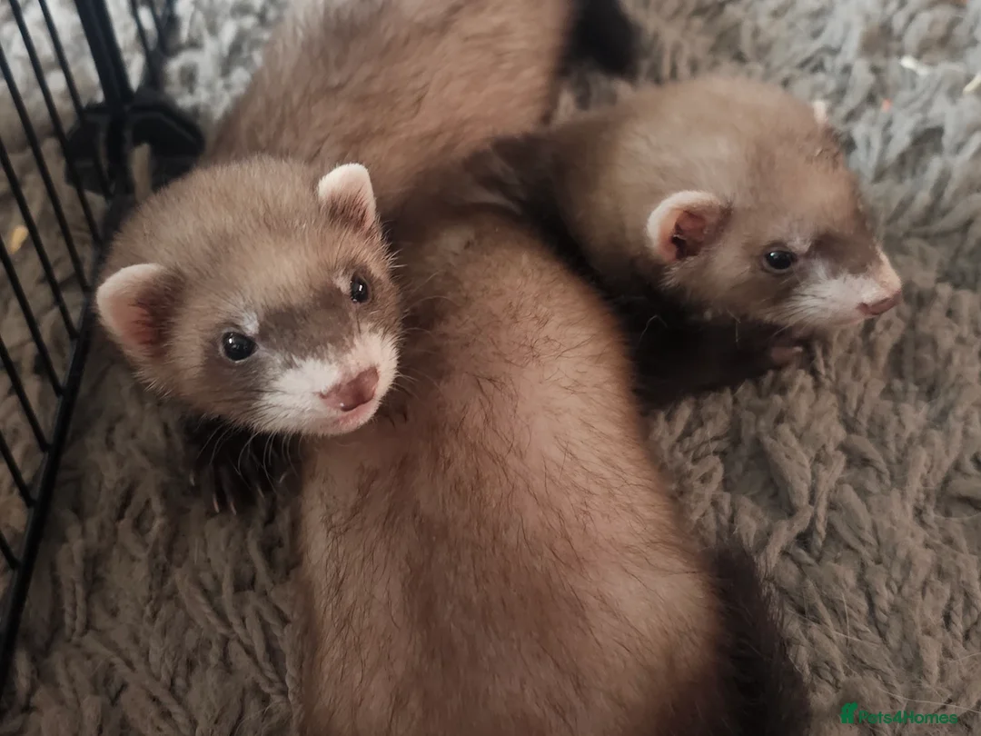 Ferret rodents for sale: 2 Female ferrets - Advert 5
