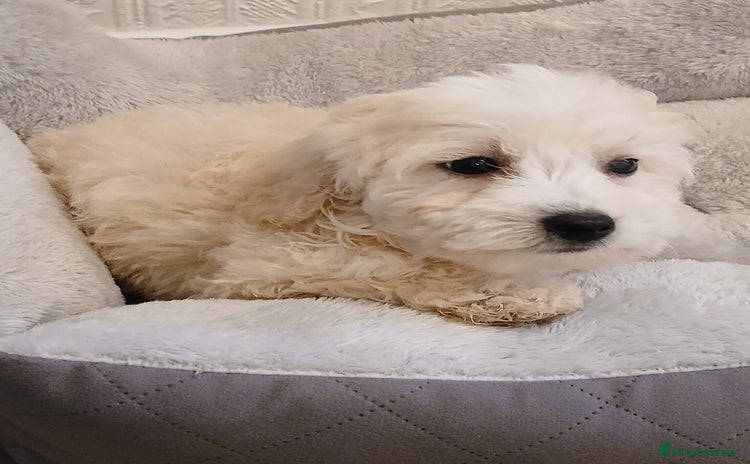 Maltipoo dogs - Advert 4