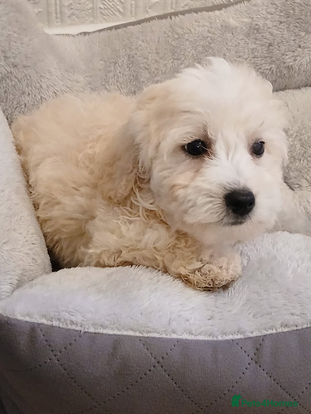 Maltipoo dogs for sale: Maltipoo puppies boy and girl available  - Image 1