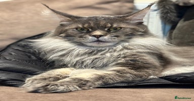 Maine Coon cats - Advert 9