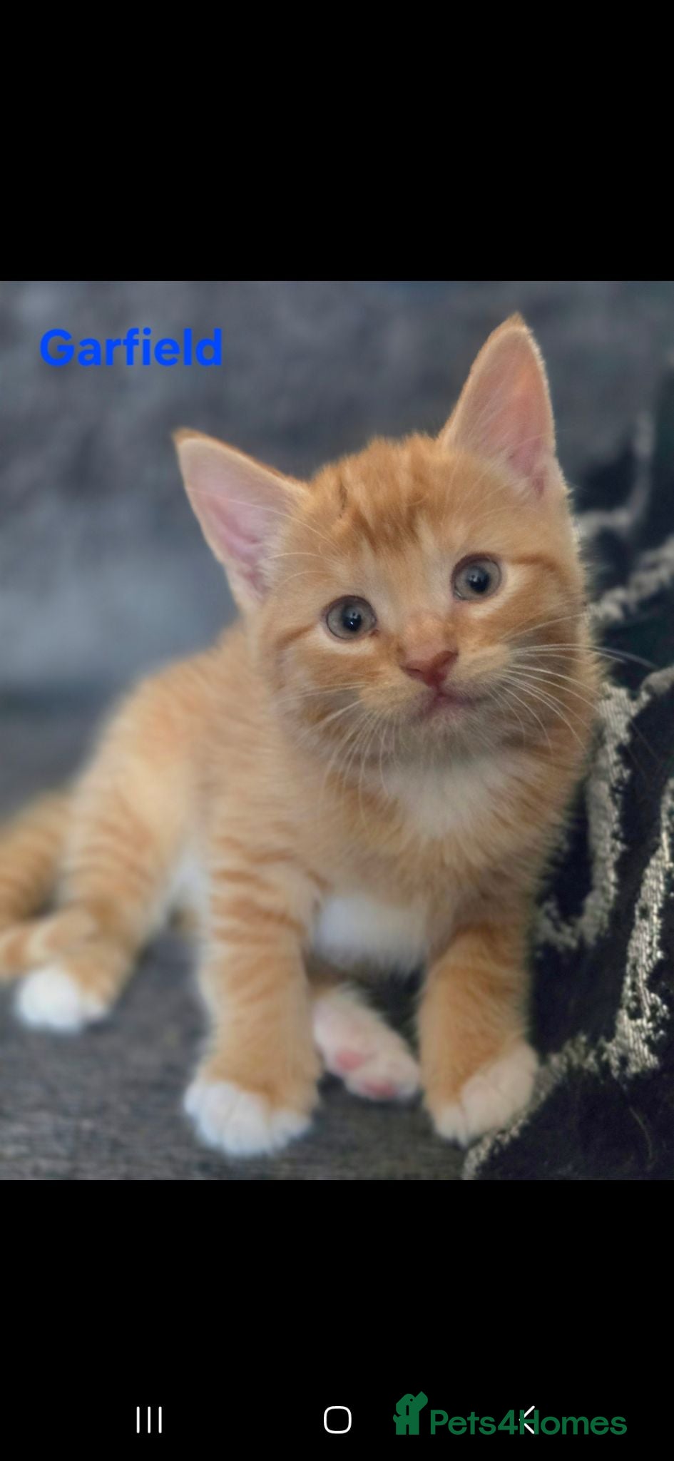 Mixed Breed cats 5 beautiful friendly kittens - Advert 2