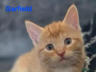 Mixed Breed cats 5 beautiful friendly kittens - Advert 1