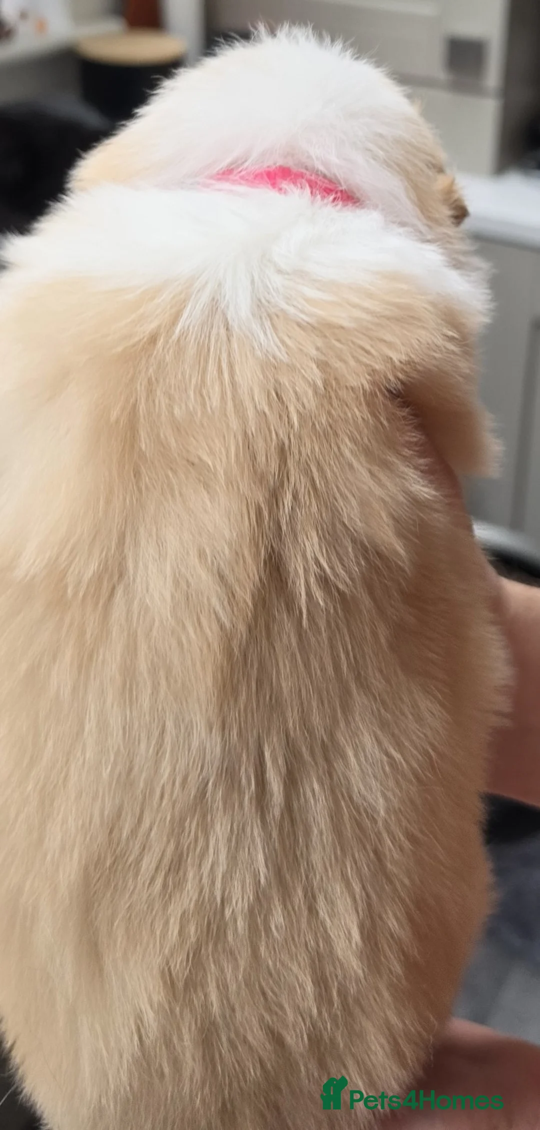 Border Collie dogs for sale: Beautiful EE-Red/Golden Long Haired Border Collies - Advert 2