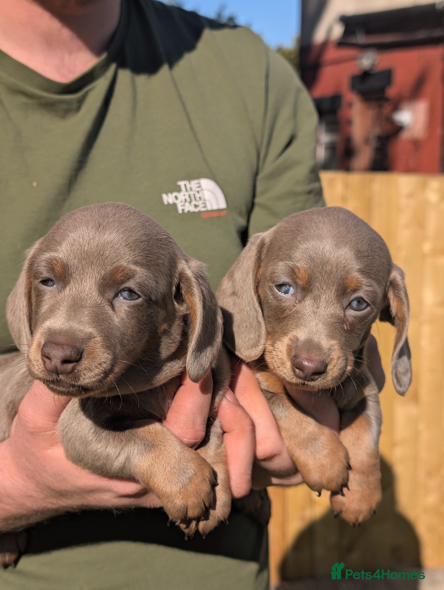 Dachshund dogs  miniature dachshund puppies  - Advert 20