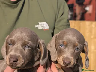 Dachshund dogs miniature dachshund puppies - Advert 20